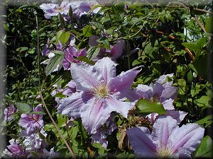 Clematis photograph