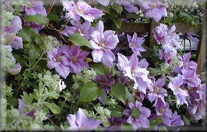 Clematis photograph