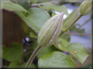 Clematis photograph