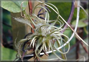 Clematis photograph