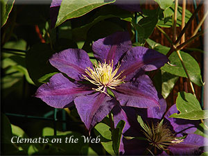 Clematis photograph