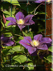 Clematis photograph