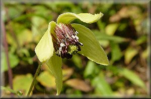 Clematis photograph