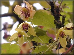 Clematis photograph