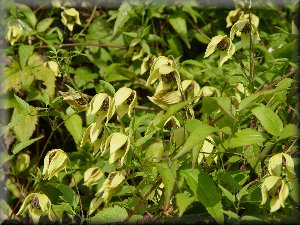 Clematis photograph