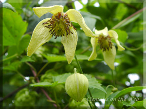 Clematis photograph