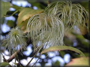 Clematis photograph