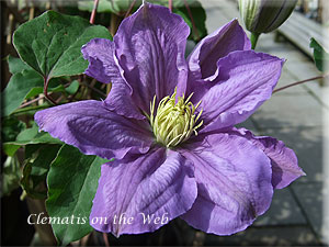 Clematis photograph