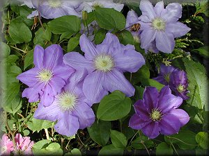 Clematis photograph