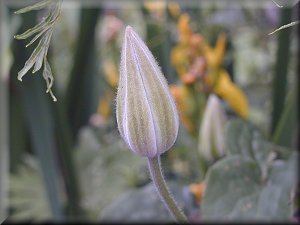 Clematis photograph