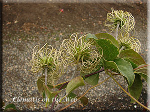 Clematis photograph