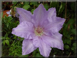 Clematis photograph