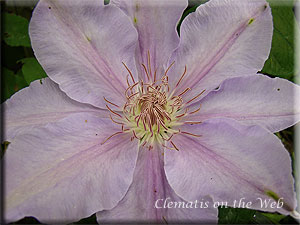 Clematis photograph