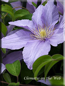 Clematis photograph