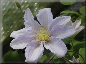 Clematis photograph