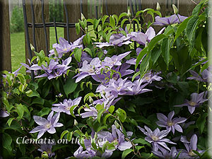 Clematis photograph