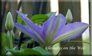 Clematis photograph