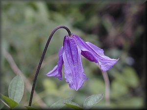 Clematis photograph