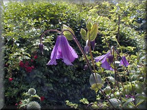 Clematis photograph