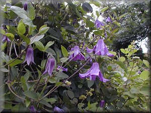 Clematis photograph