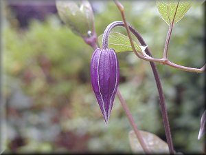 Clematis photograph