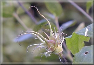 Clematis photograph