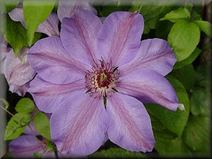 Clematis photograph