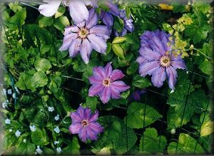 Clematis photograph