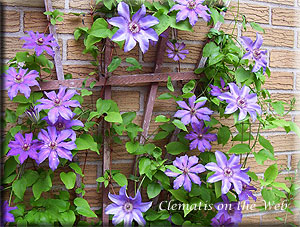 Clematis photograph