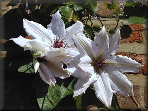 Clematis photograph