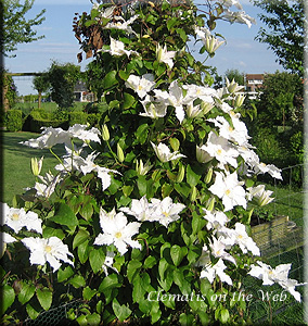 Clematis photograph