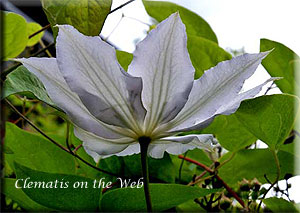 Clematis photograph