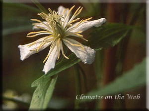 Clematis photograph