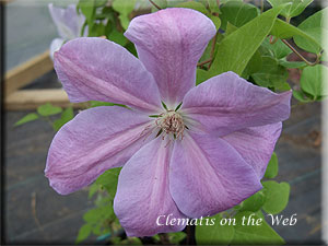 Clematis photograph