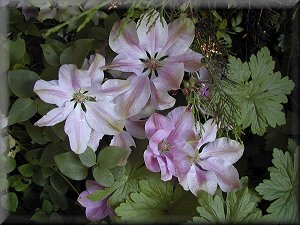 Clematis photograph