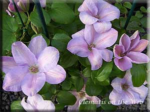 Clematis photograph