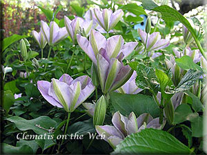 Clematis photograph