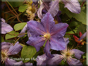 Clematis photograph