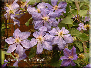 Clematis photograph