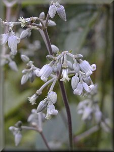 Clematis photograph