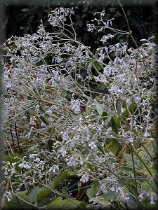 Clematis photograph