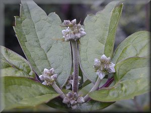 Clematis photograph