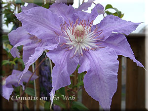 Clematis photograph