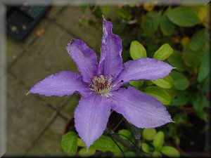 Clematis photograph