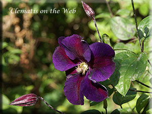 Clematis photograph