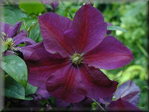 Clematis photograph