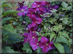 Clematis photograph