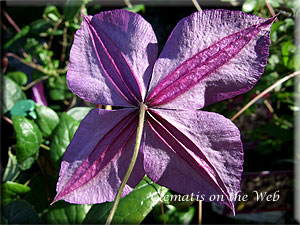 Clematis photograph