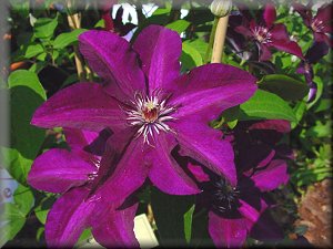 Clematis photograph