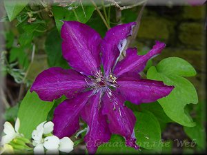 Clematis photograph